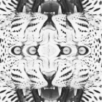 Kroka Koka - Helmut Lang